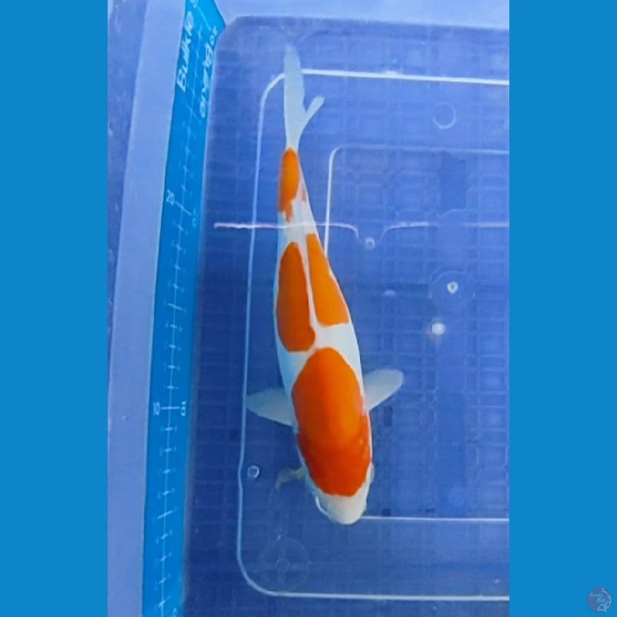 oryginal kohaku doitsu 24 cm