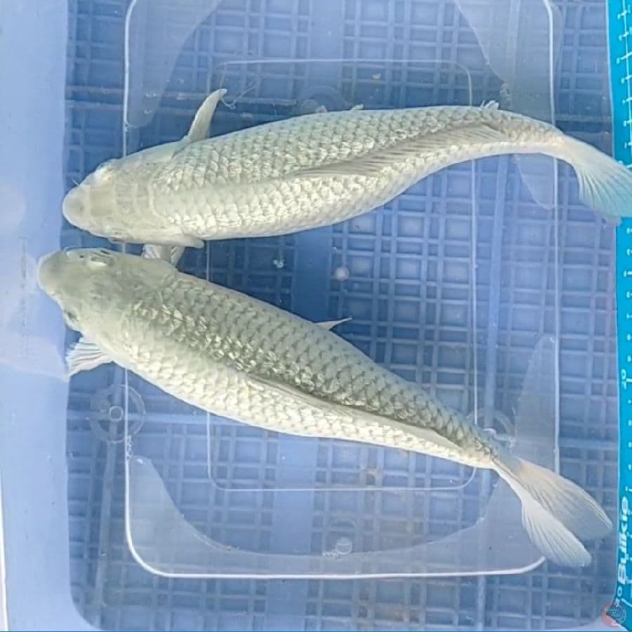 soragoi bulki 29 cm