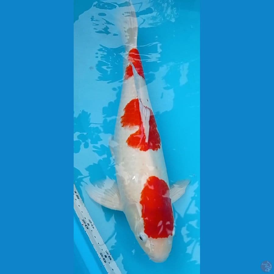 Jantan Ori 45 cm kohaku