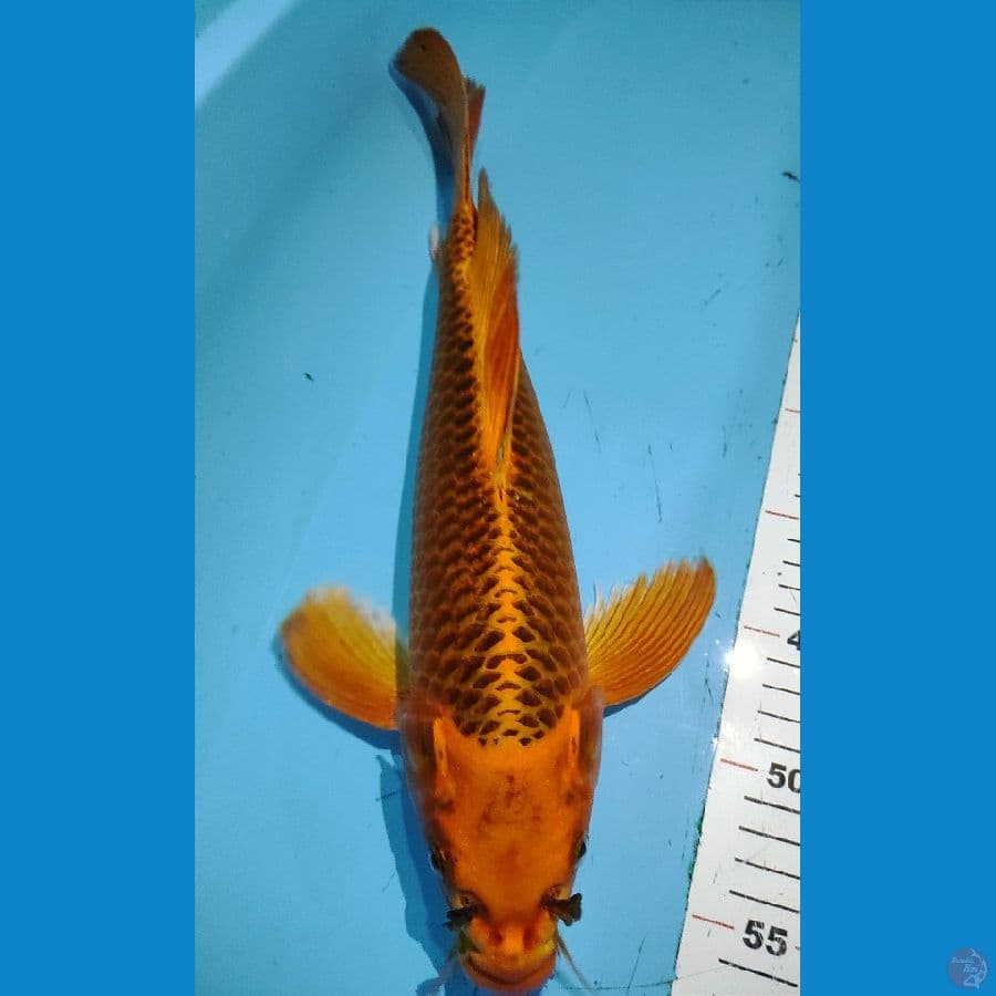 40cm male