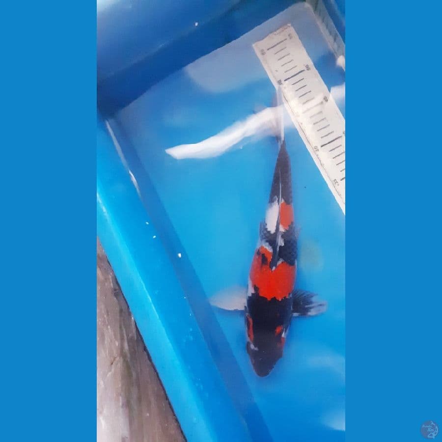 Showa 33 cm