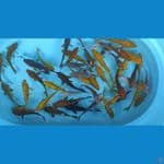 paket penjinak kolam doit dan aragoke