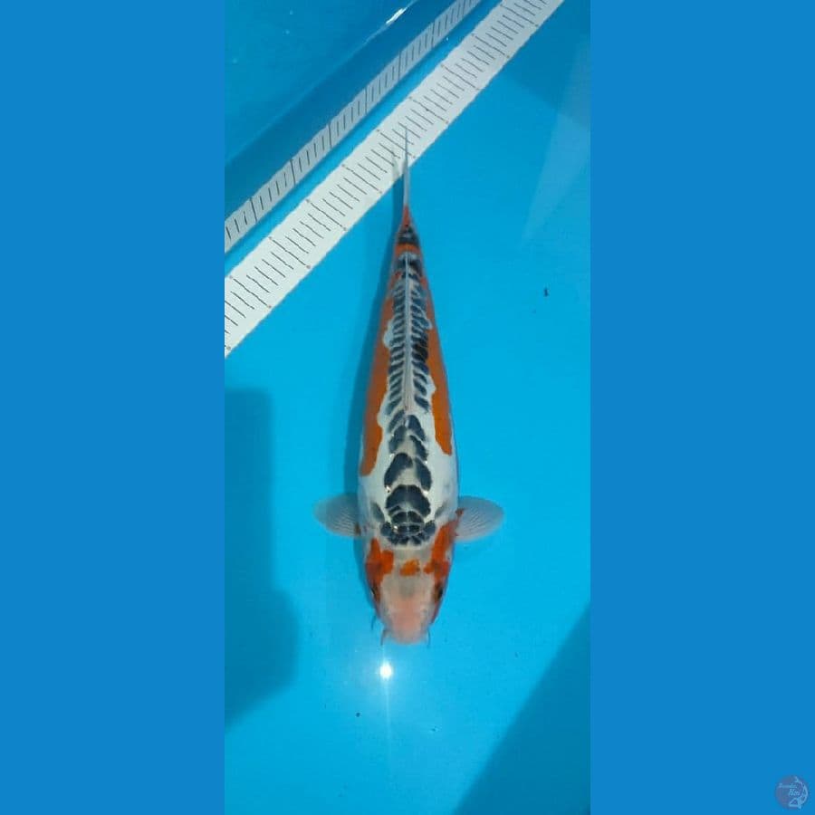 HOSHI 1 - Hana Shusui 42cm/Male