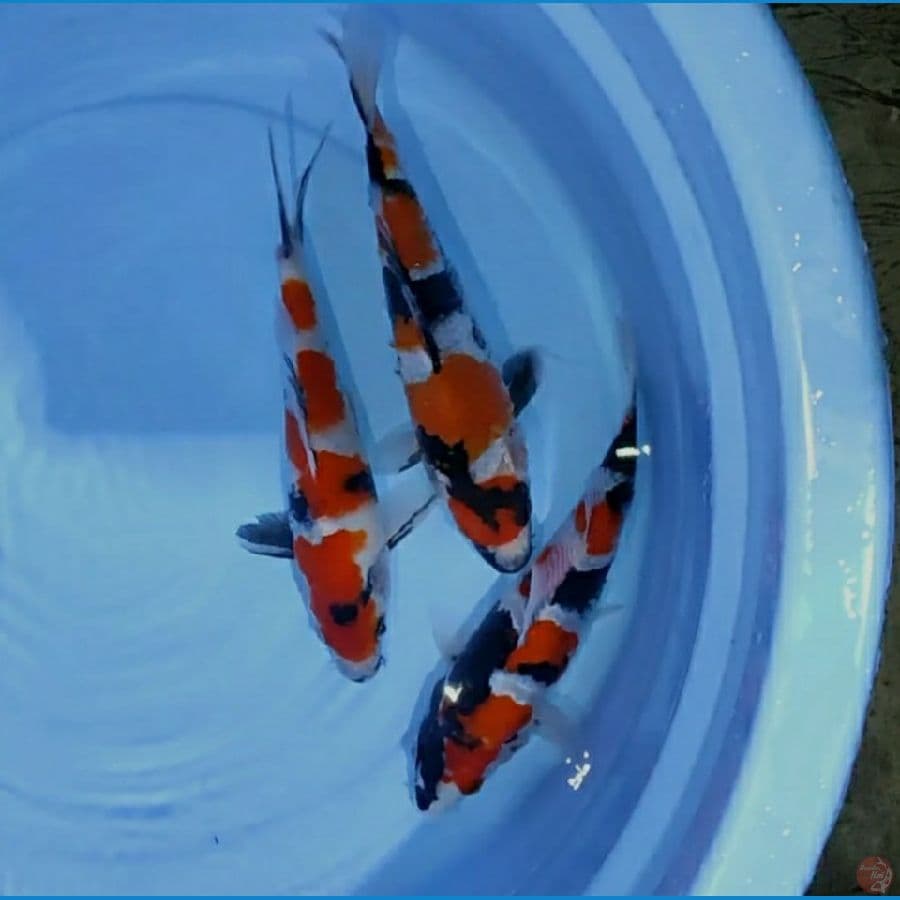 HOSHI 2 - 3 Showa 23-25cm/Male