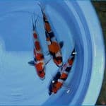 HOSHI 2 - 3 Showa 23-25cm/Male