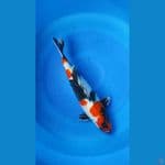 HOSHI 3 - Showa 45cm/Male