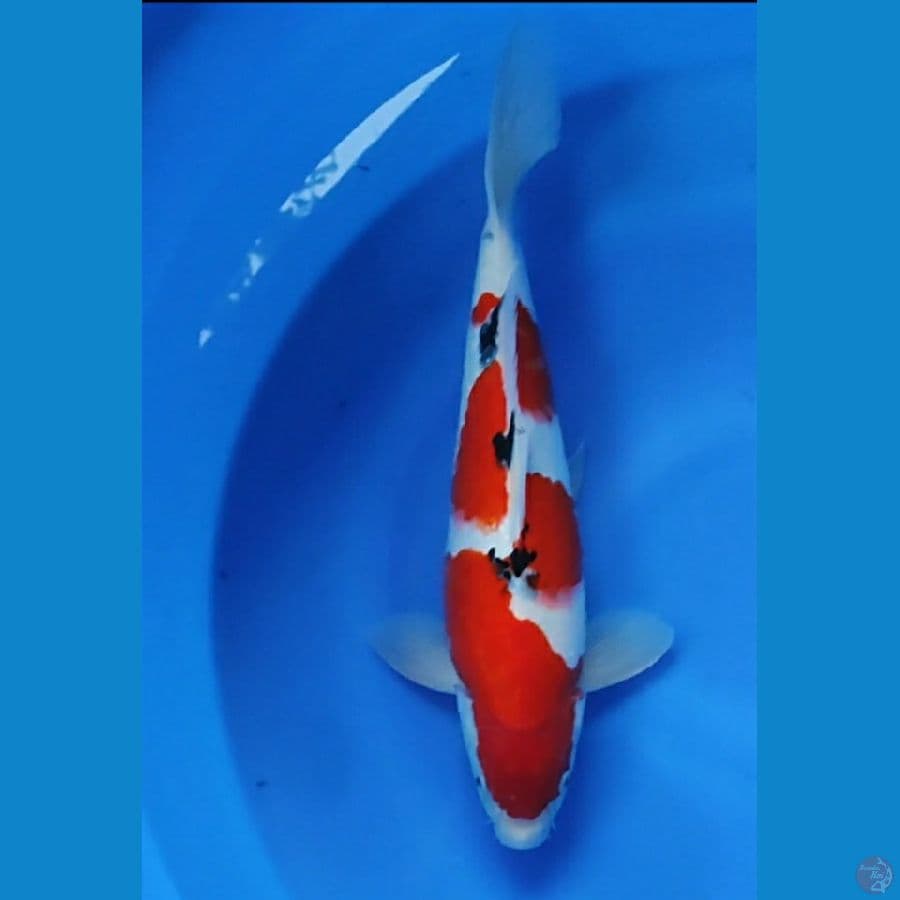 HOSHI 5 - Sanke Inazuma HQ 41cm/Male