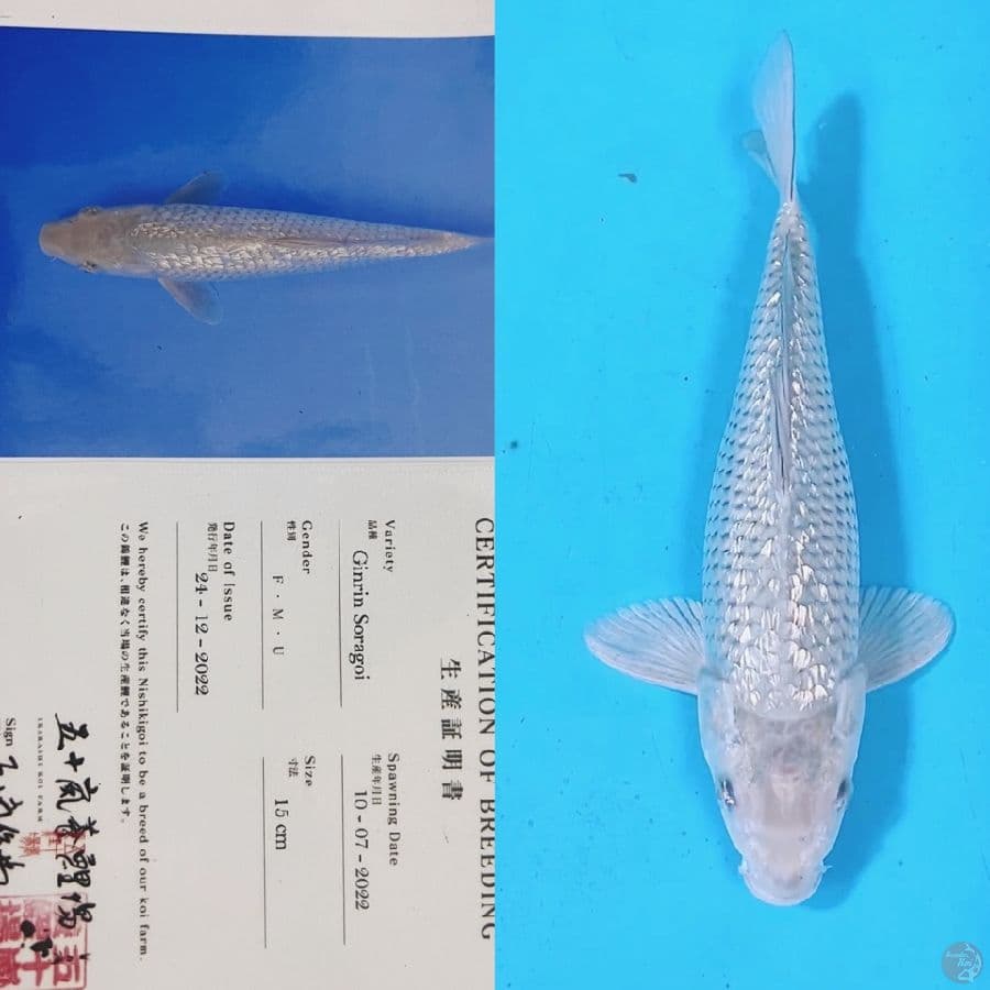 ikarashi ginrin soragoi 31cm 