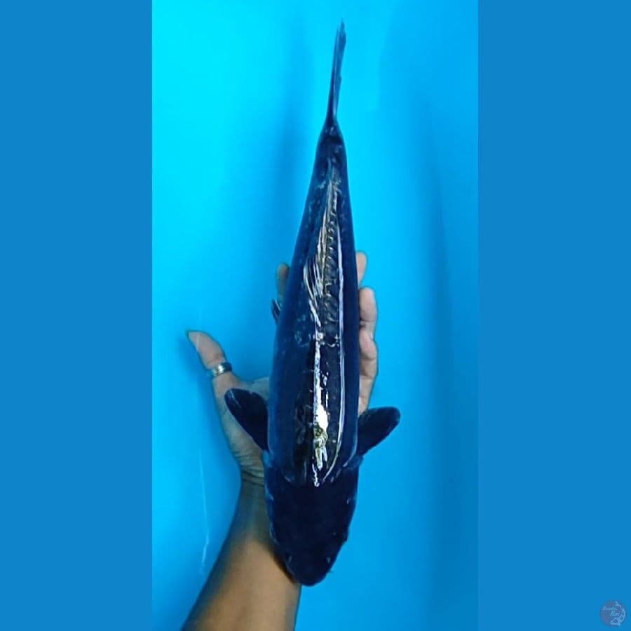 black doitsu 40 cm