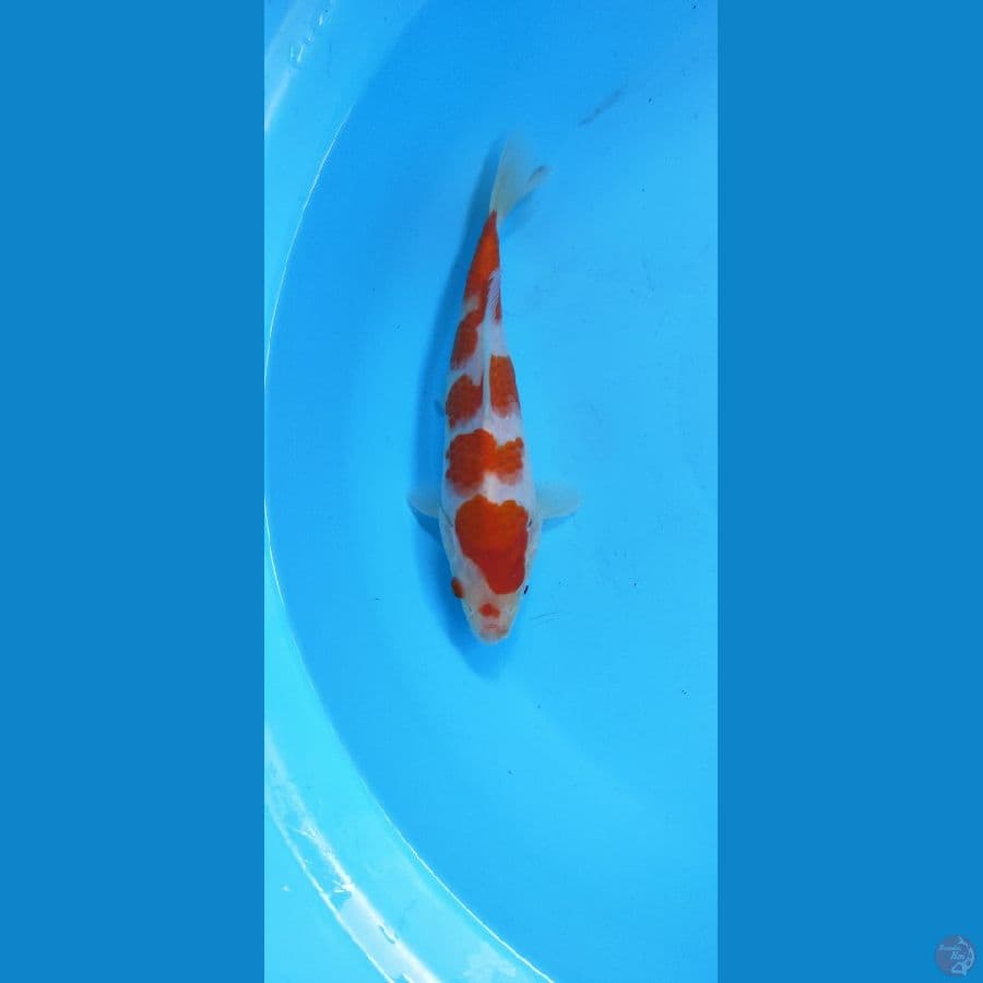 KOHAKU BENI STRONG 23cm MALE