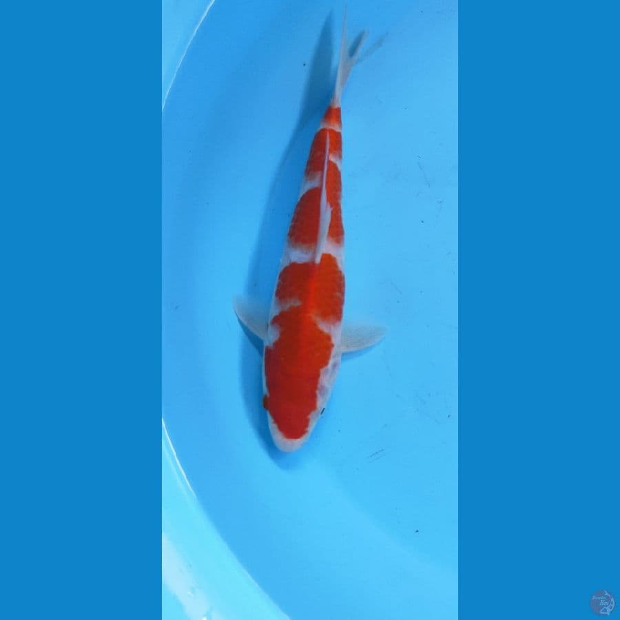 KOHAKU INAZUMA 24CM MALE