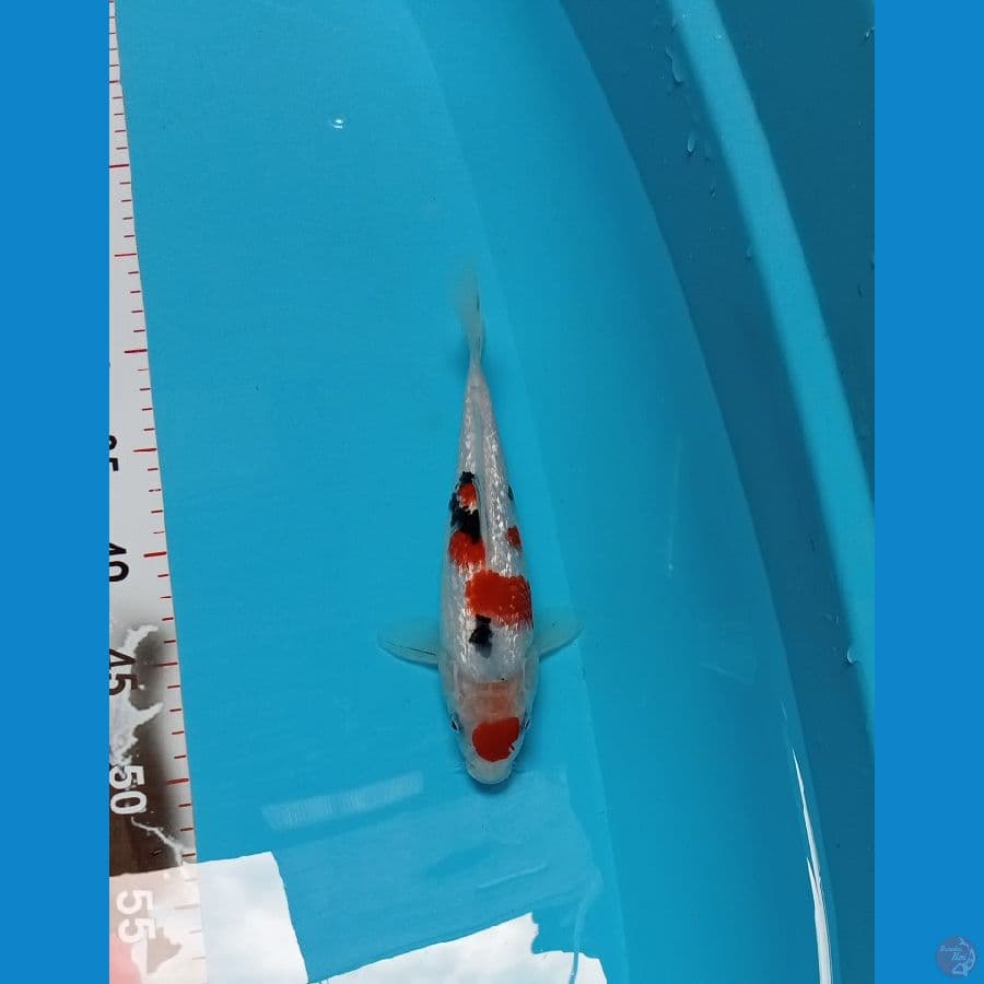 Maruten Sanke Full Gindrin SQ 25cm™