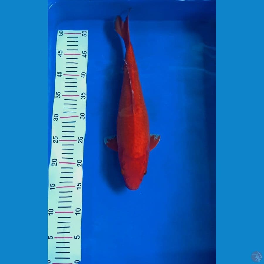 Akahajiro 40cm