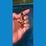 minion showa gindrin 10 bu