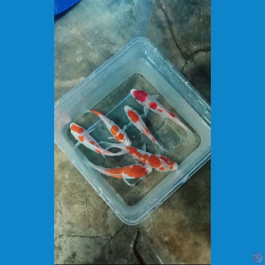 Kikusui mix 11-14cm