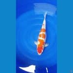 KOHAKU GINRIN 50 BU