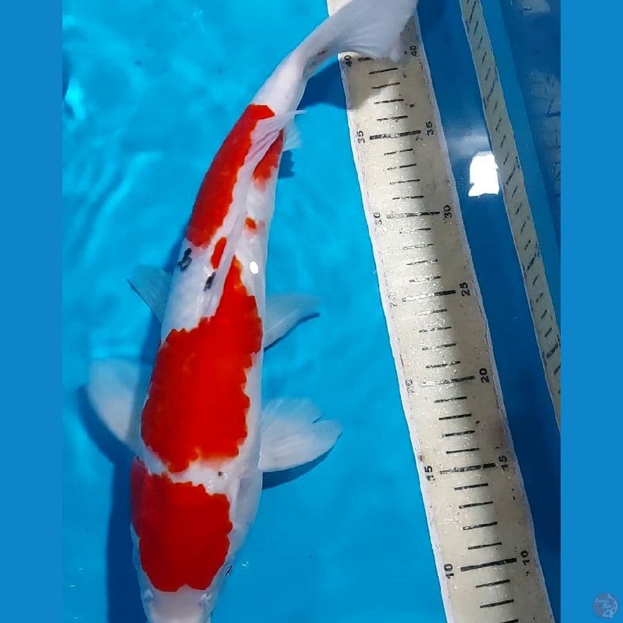 SANKE 38 CM