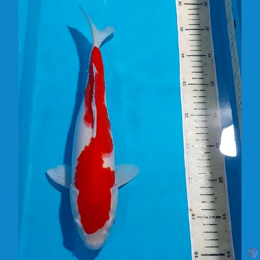 INAZUMA KOHAKU 36 CM
