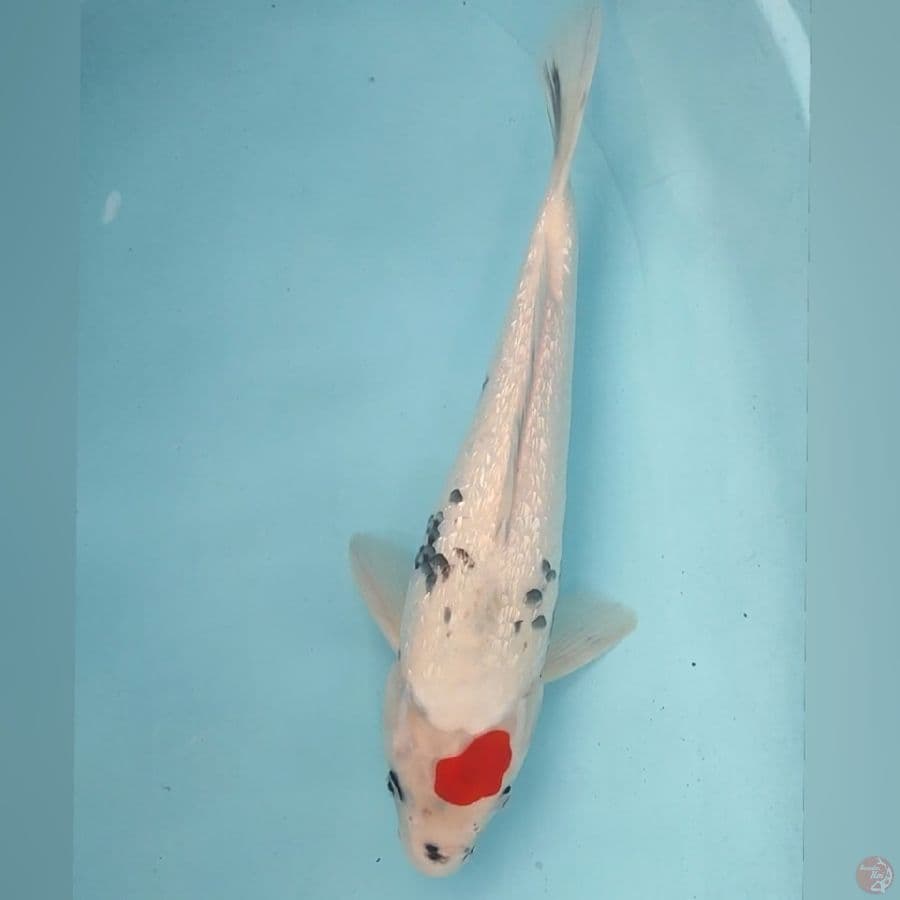 TC SHOWA 42CM
