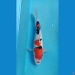 sanke 25cm