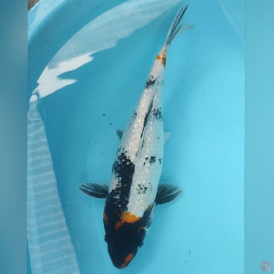 SHOWA GINDRIN 42CM
