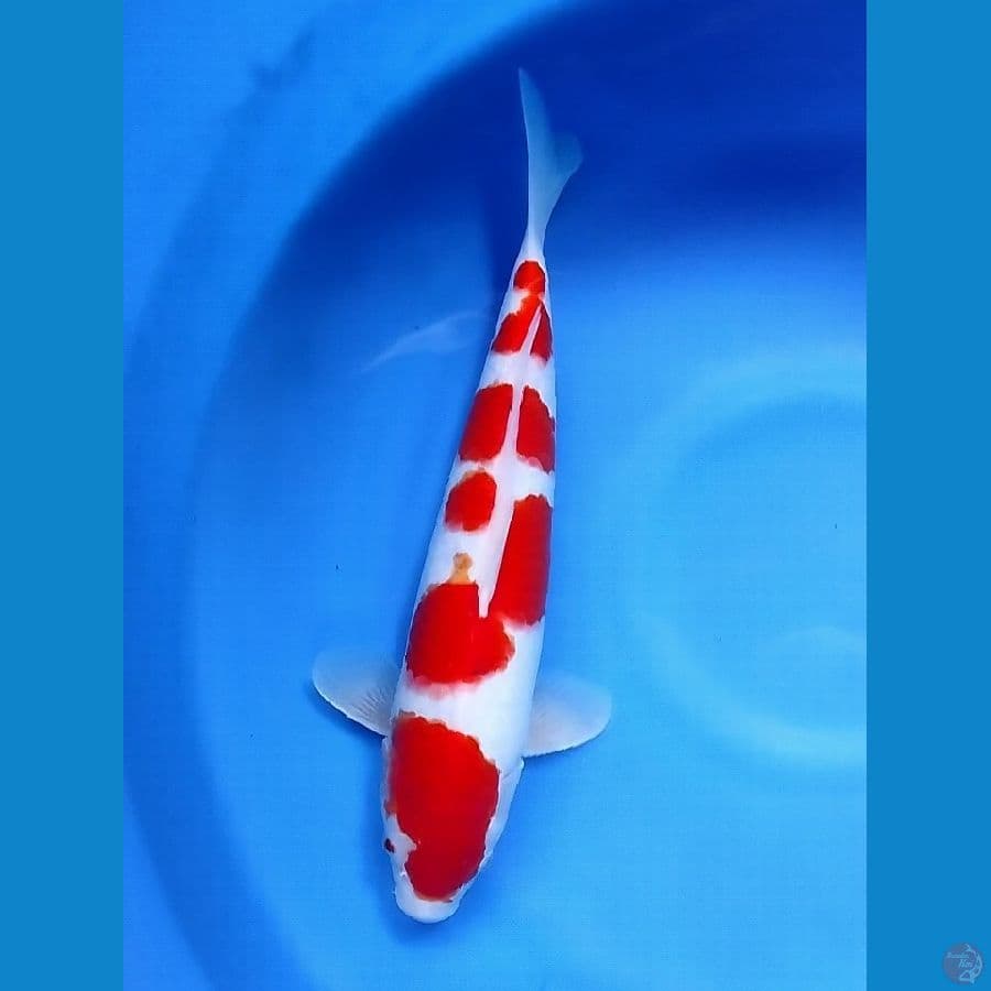 Good Kohaku 38 FM