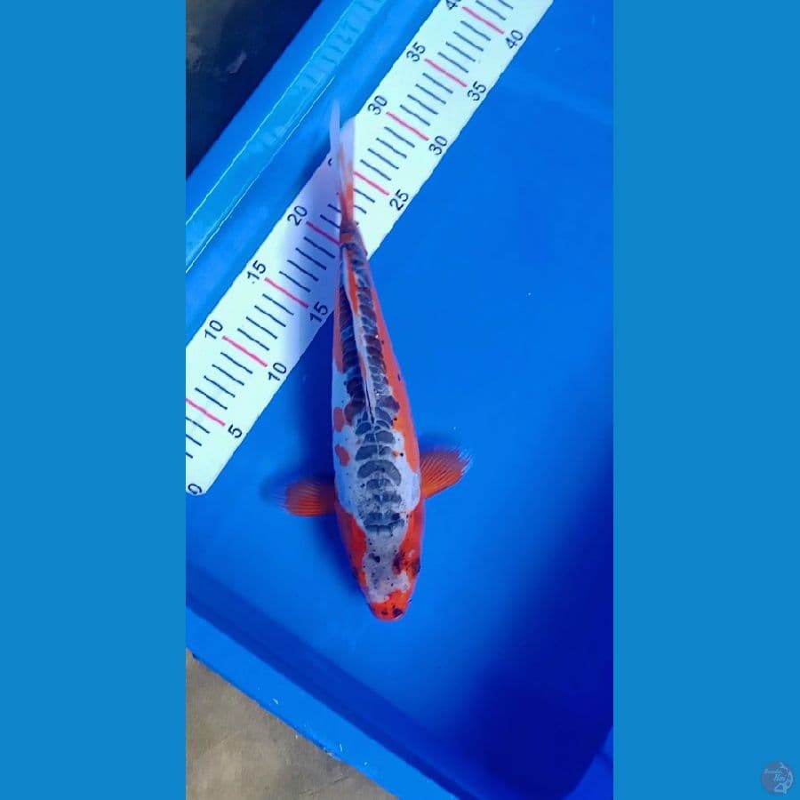 Shusui 35cm 