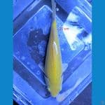 karasi corn 20 cm 
