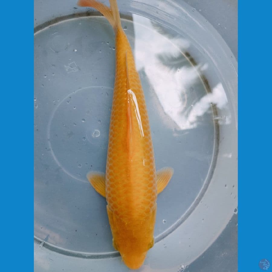 KARASI CORN 28 CM BED MADINA AZIZ  