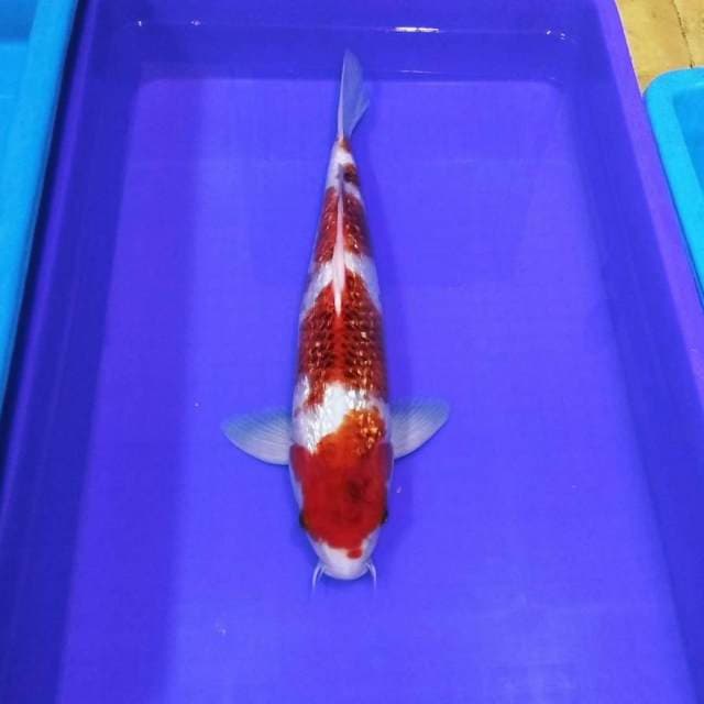 Goromo ginrin 46cm male