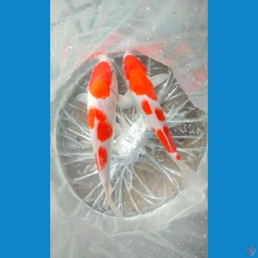sepasang kohaku