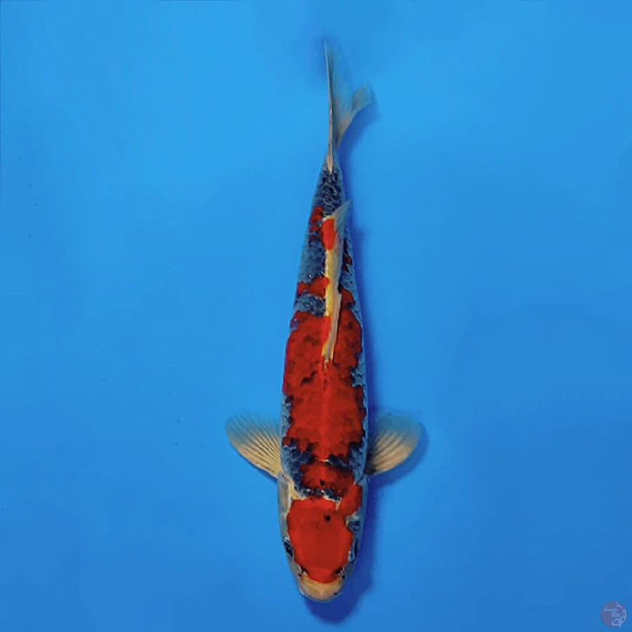4.GOSHIKI RACING JANTAN 35CM