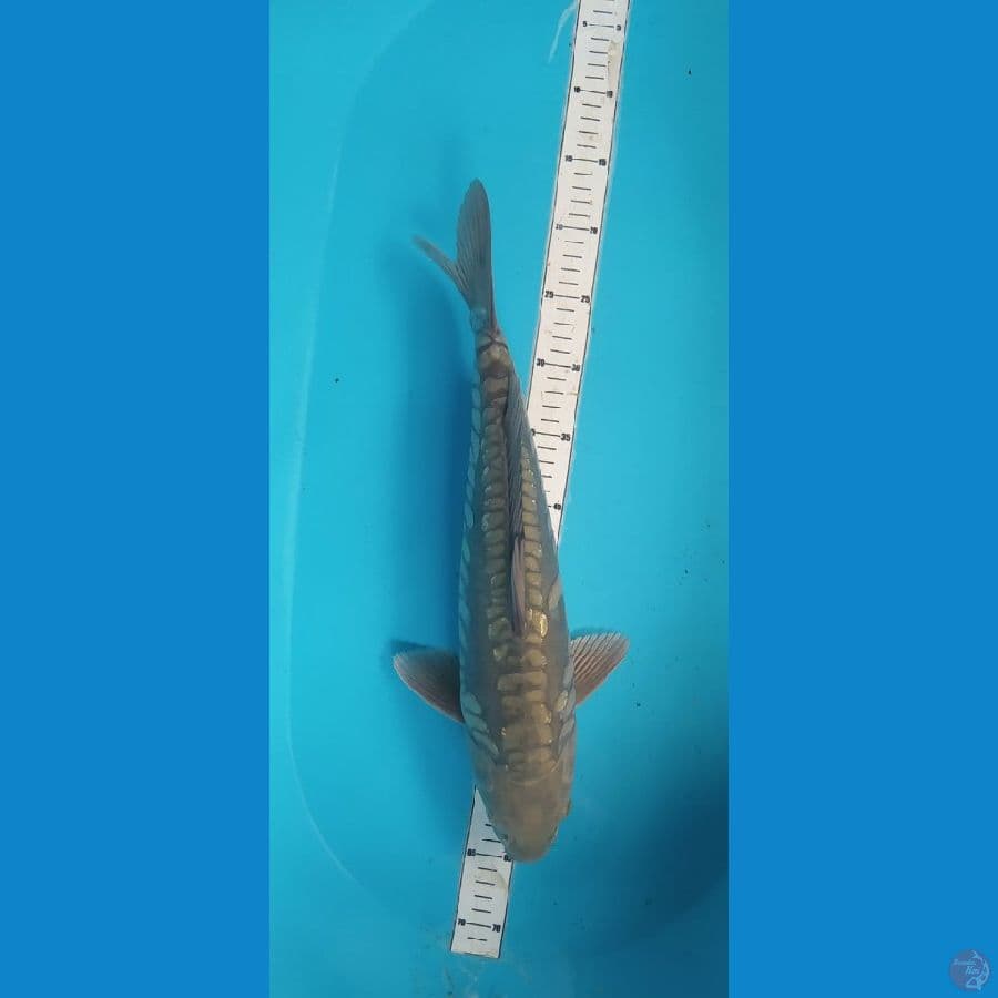 soragoi aragoke 45cm