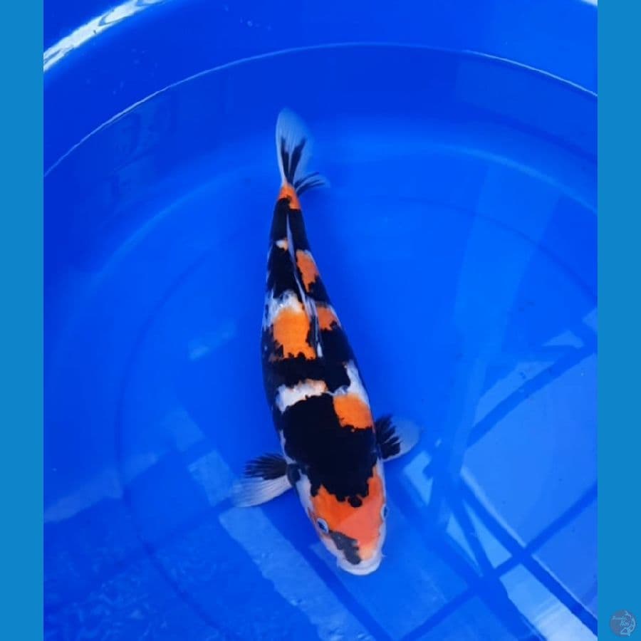 Showa (F, 37Cm)