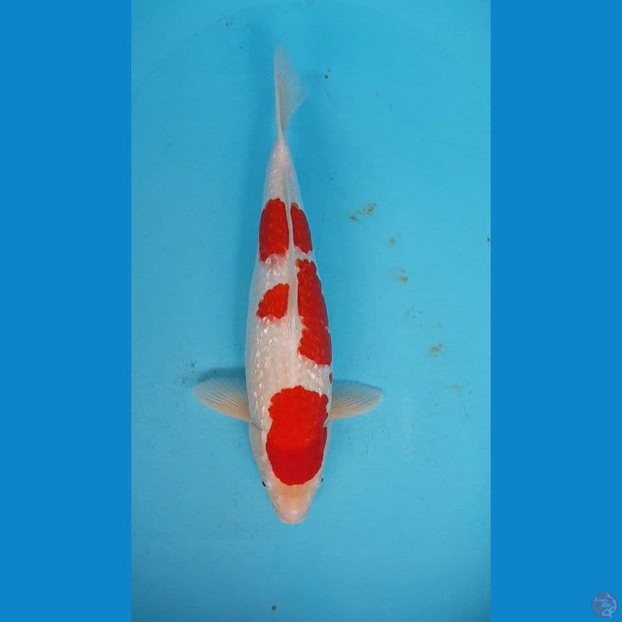 KOHAKU GINRIN ORIGINAL 42cm
