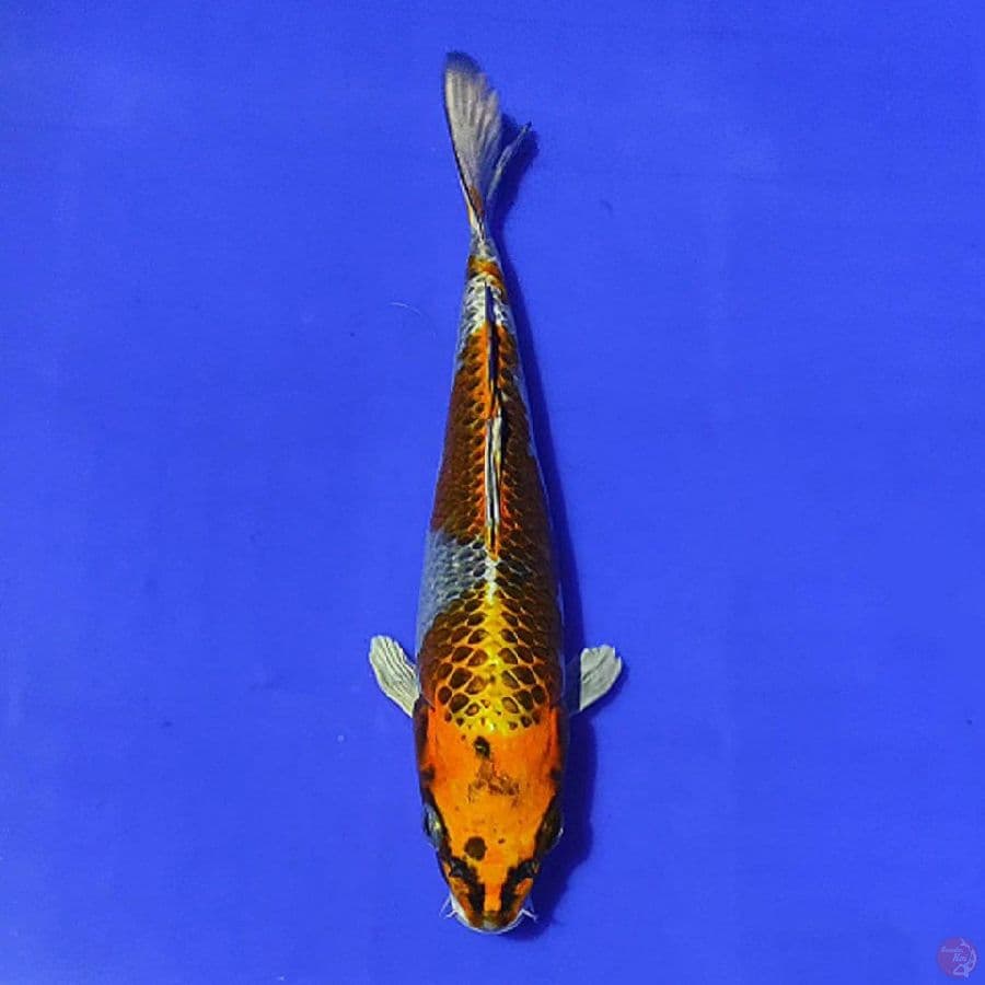 kujaku 23cm/F