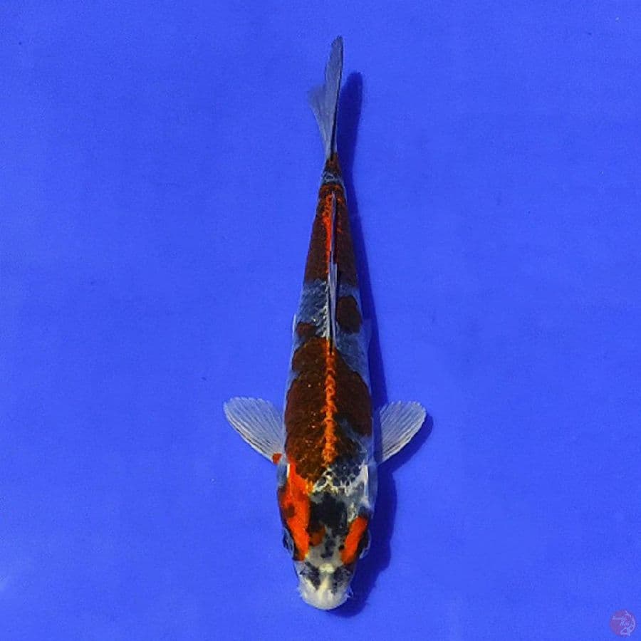 beni gingga 22cm/M