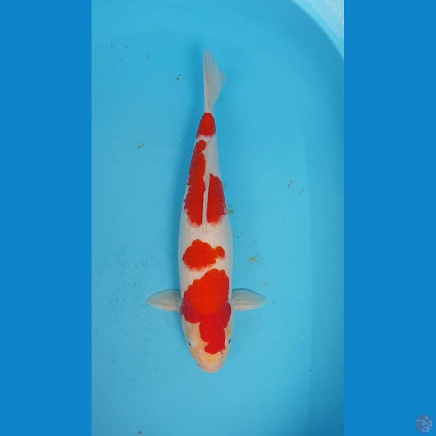 KOHAKU STEP 4 ORIGINAL 44cm