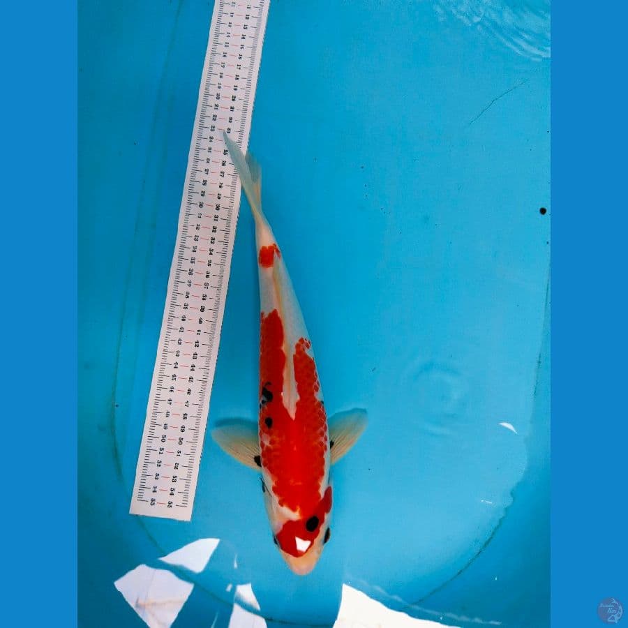 showa 36cm