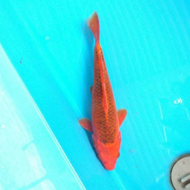 Akamadsuba