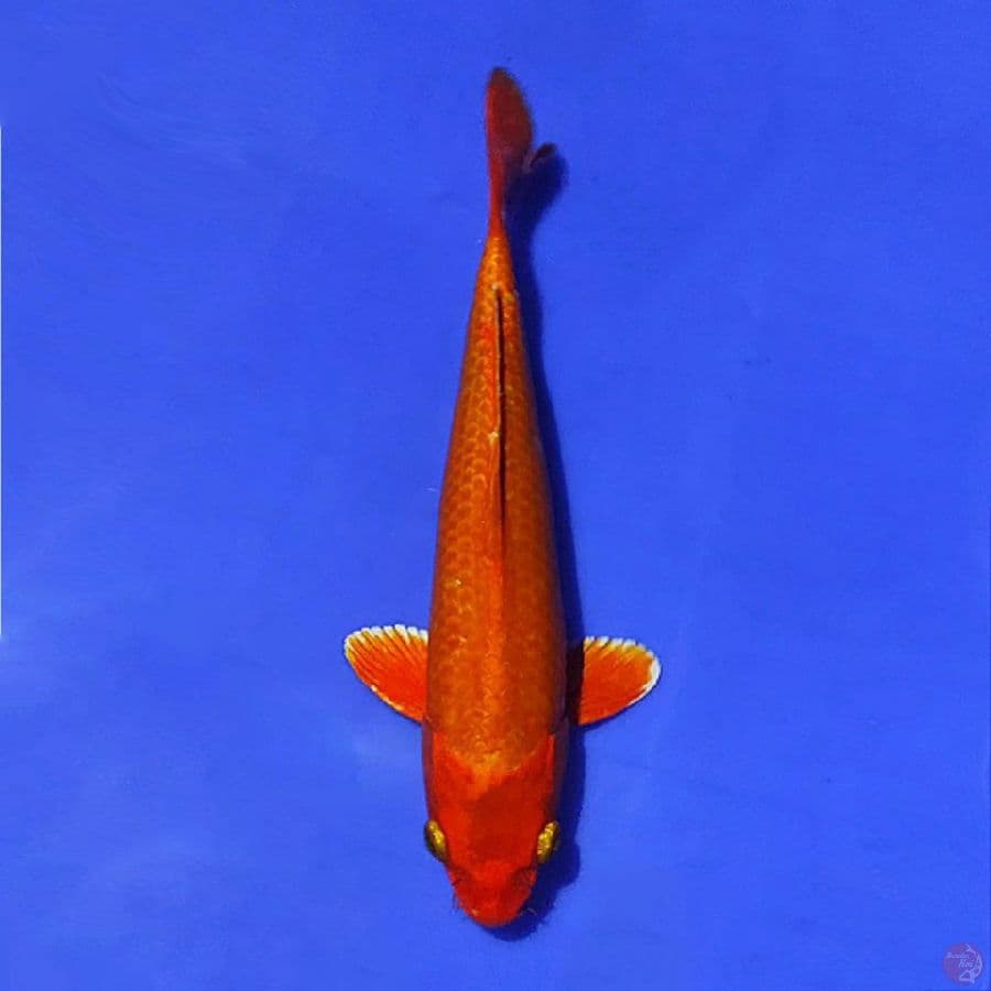 aka hajiro 27cm/M