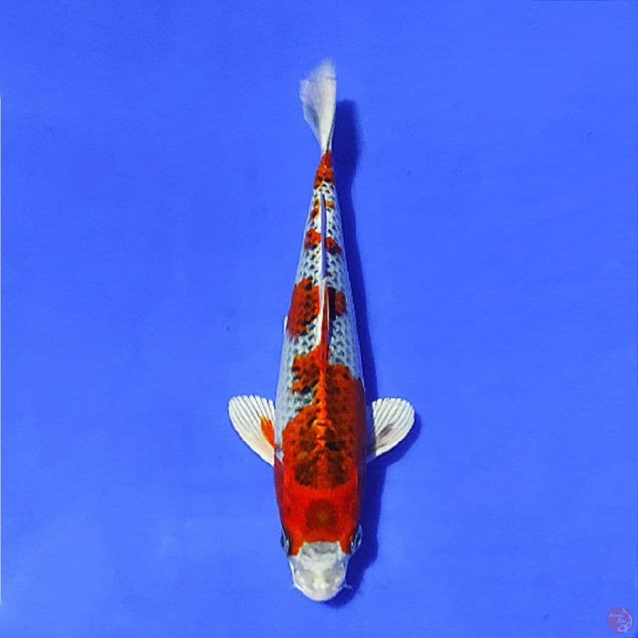 kujaku 25cm/M