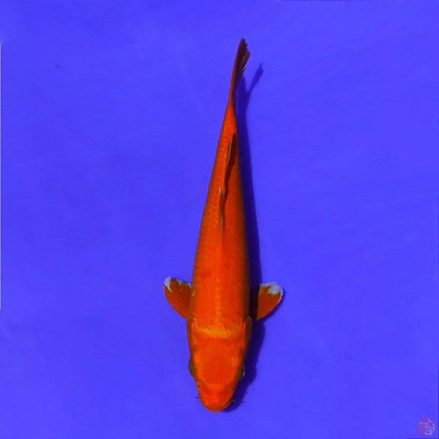 aka hajiro 27cm/F