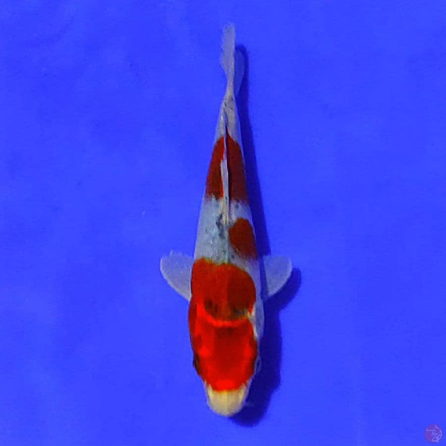 red goshiki 22cm/F