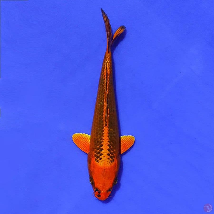 aka matsuba 23cm/F