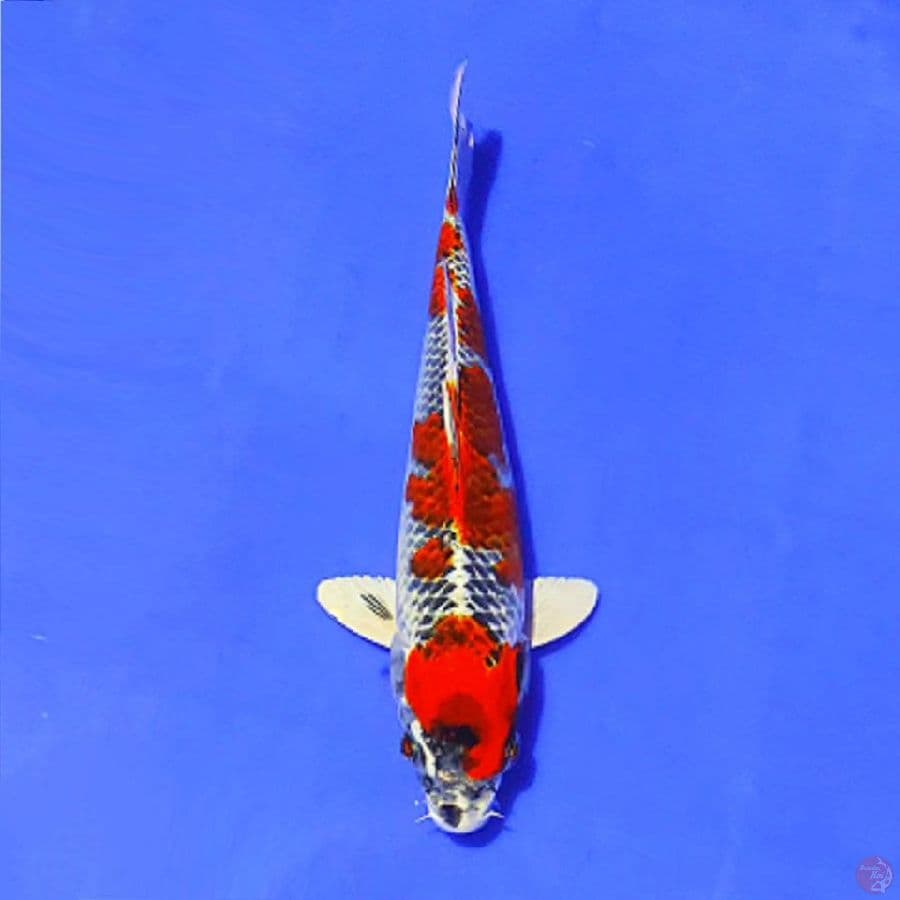red gingga kujaku 25cm/M