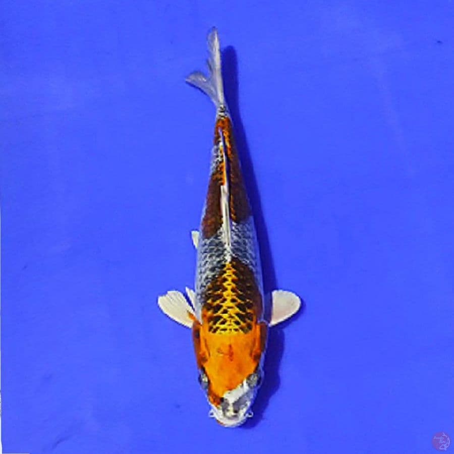 kujaku 2step 20cm/F