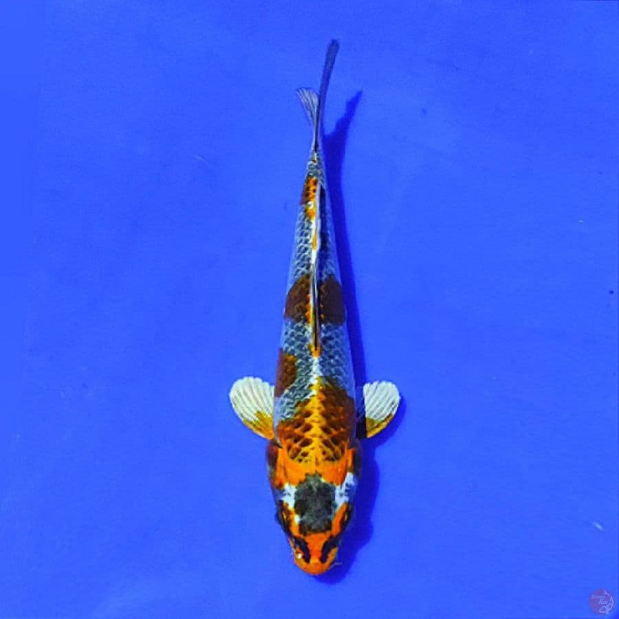 gingga kujaku 23cm/M
