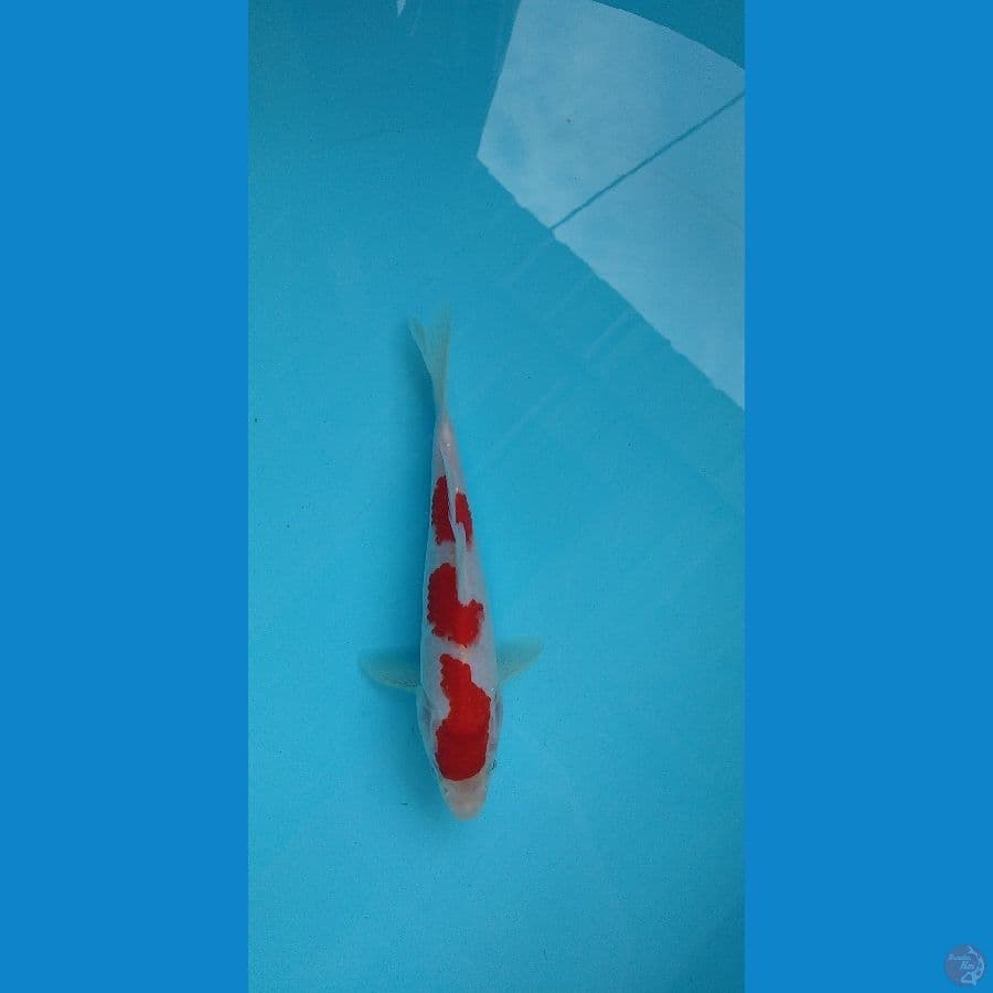 kohaku 19