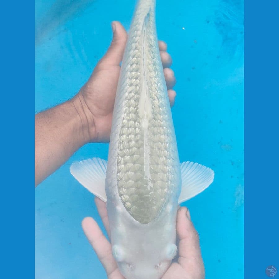 sora ginrin baby face 46cm male
